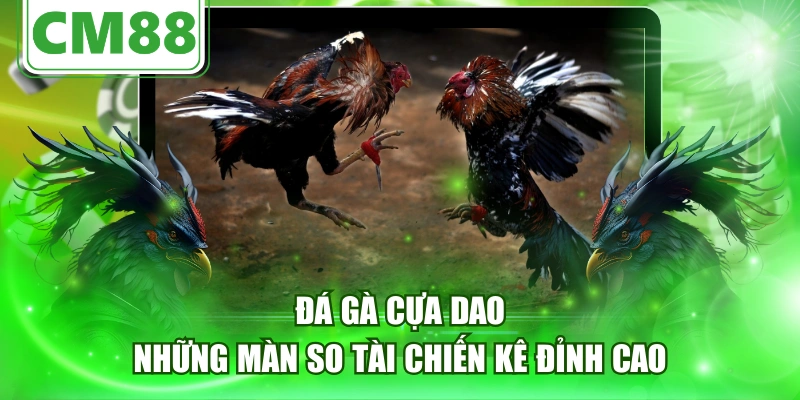 Đá Gà Cựa Dao - Những Màn So Tài Chiến Kê Đỉnh Cao